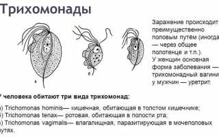 Метронидазол При Воспалении Кишечника