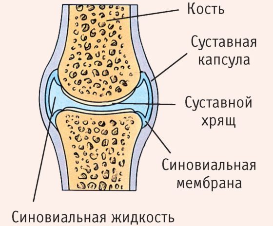 Хондроитин и глюкозамин стимулируют регенерацию хрящевой ткани