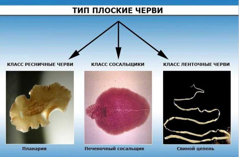 Ленточный червь солитер фото