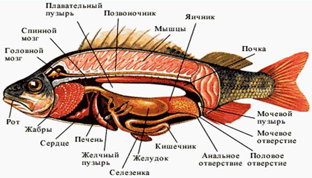 Как выглядят кишки минтая фото