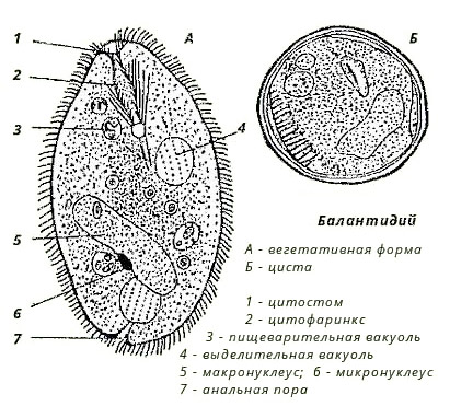 Кишечный балантидий картинка