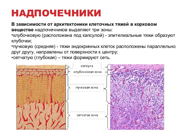 Слои клеток головного мозга. Клетки клубочковой зоны коры надпочечников синтезируют. Пучковая зона надпочечников гистология. Клетки пучковой зоны коры надпочечников. Клетки пучковой зоны коры надпочечников синтезируют.